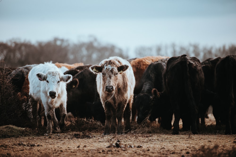 herd of black and white cattles at daytime