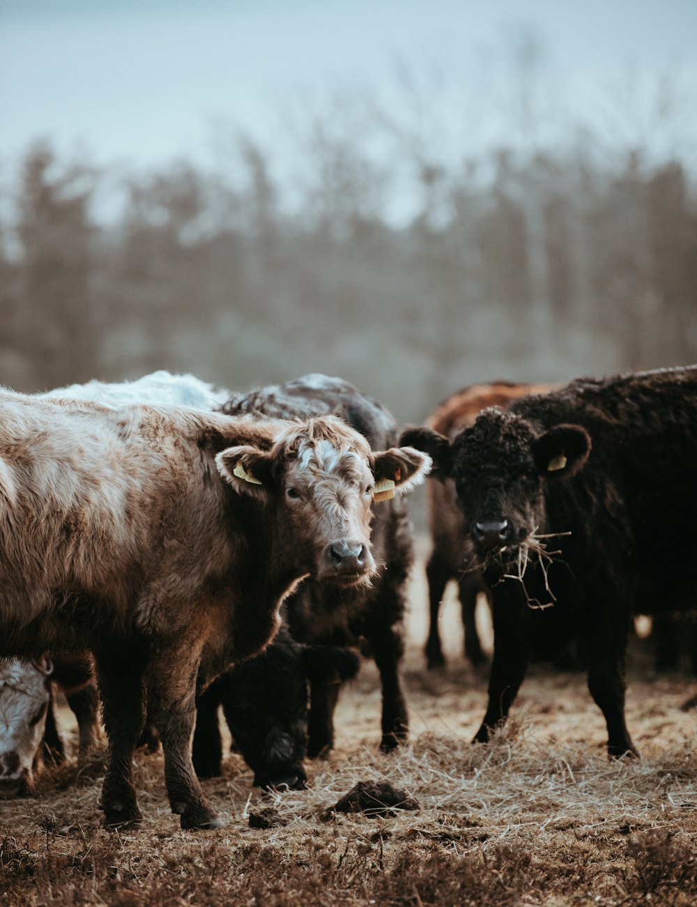 selective focus of brown and black cattles on ground at daytime