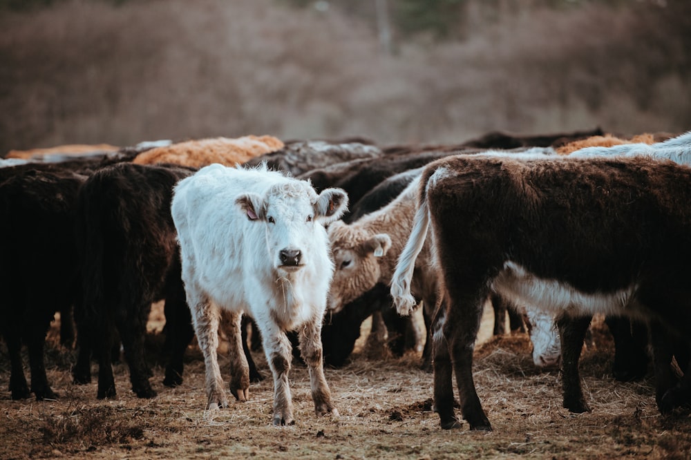 herd of white and brown goats
