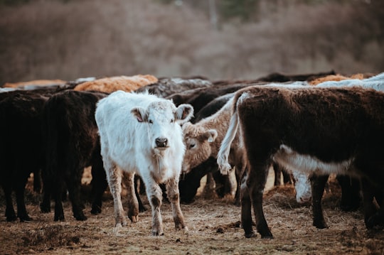 herd of white and brown goats in New Forest District United Kingdom