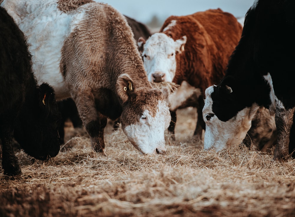 assorted-color animal eating brown hay