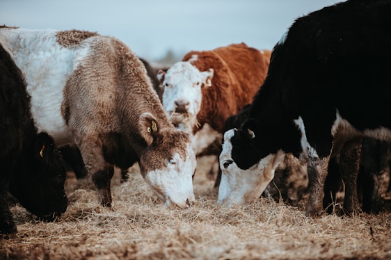A group of cows with varied coat patterns including brown and white, standing closely together as they feed on dry hay scattered on the ground.