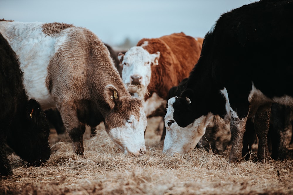 herd of cattle eating hay