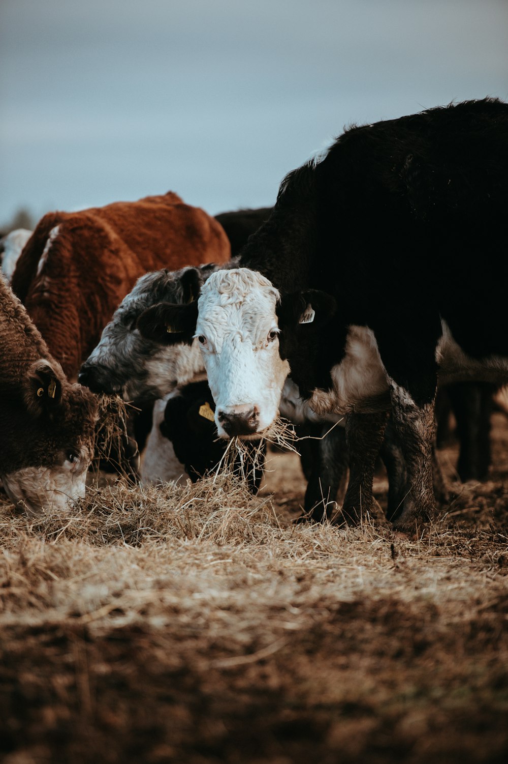 group of cows photography