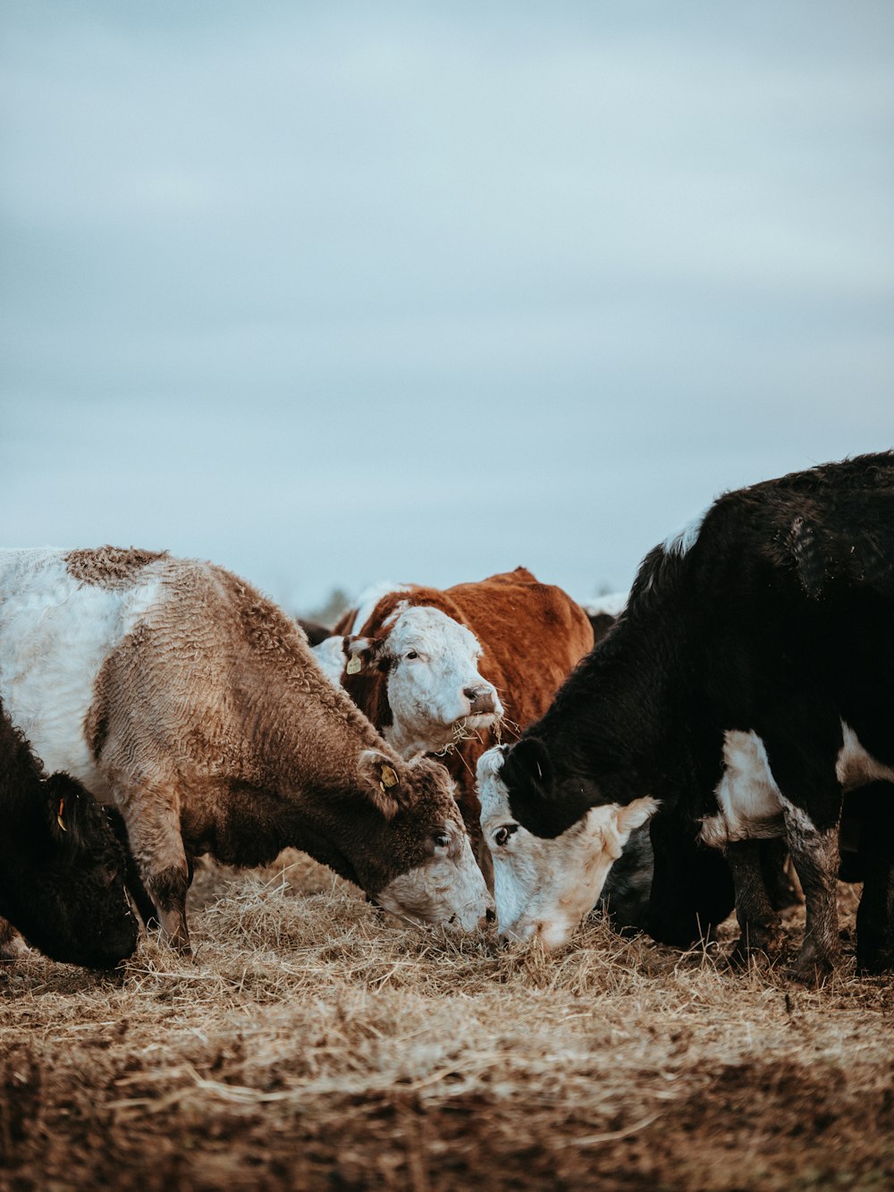 two brown and black cattle facing each other while eating grass