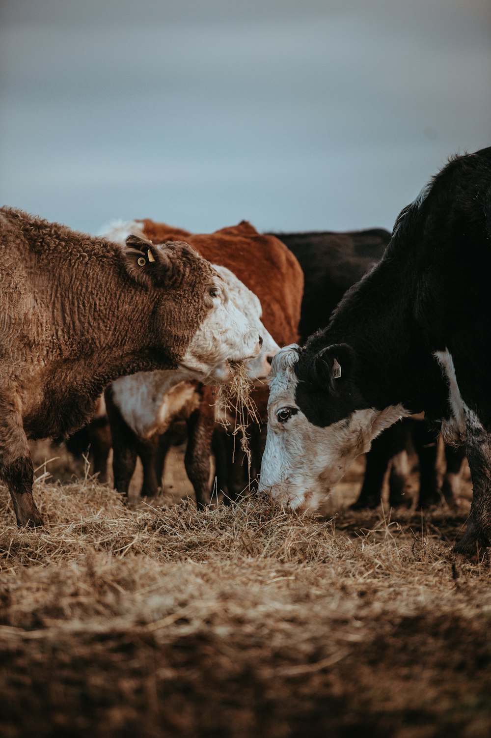 photo of brown, white, and black cows