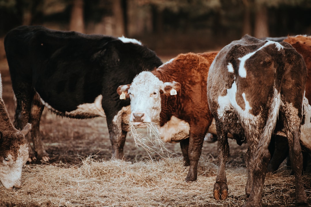 low light photography of cows