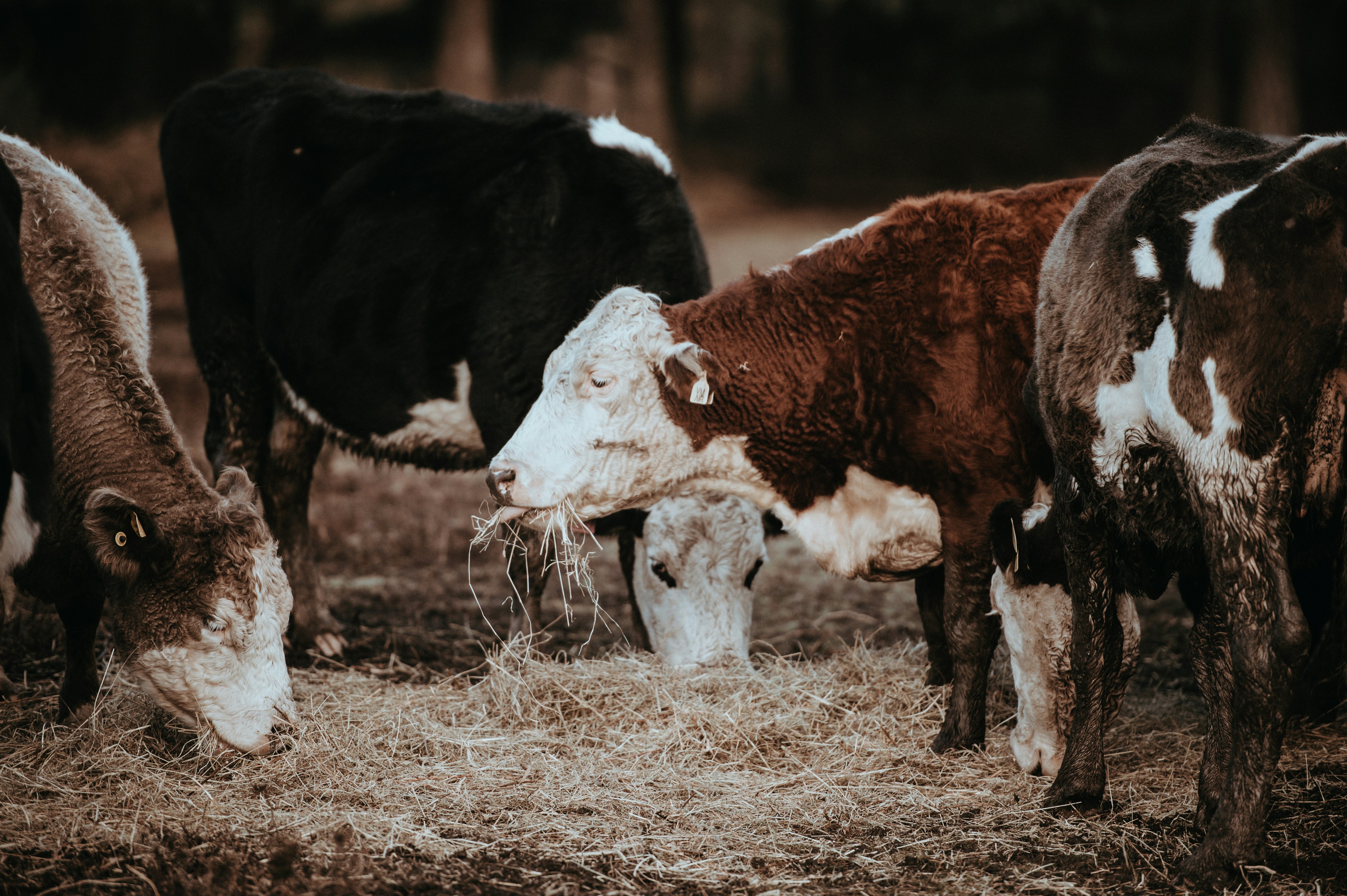 brown and black cows