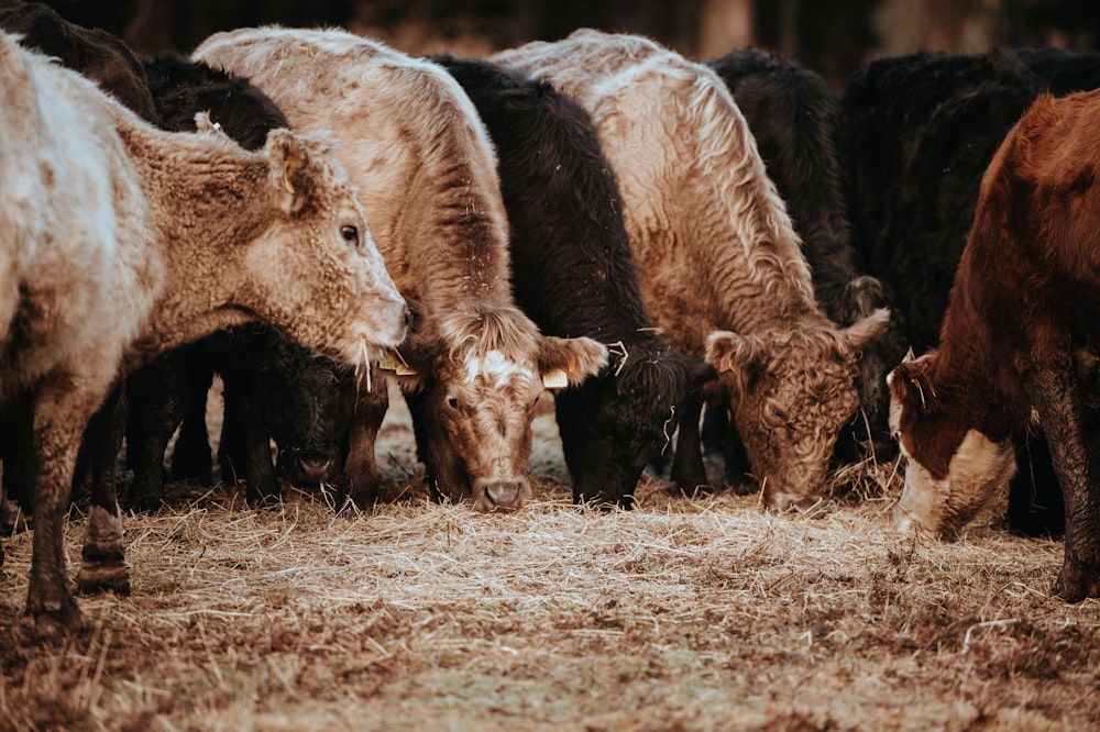 herd of cattles grazing during daytime