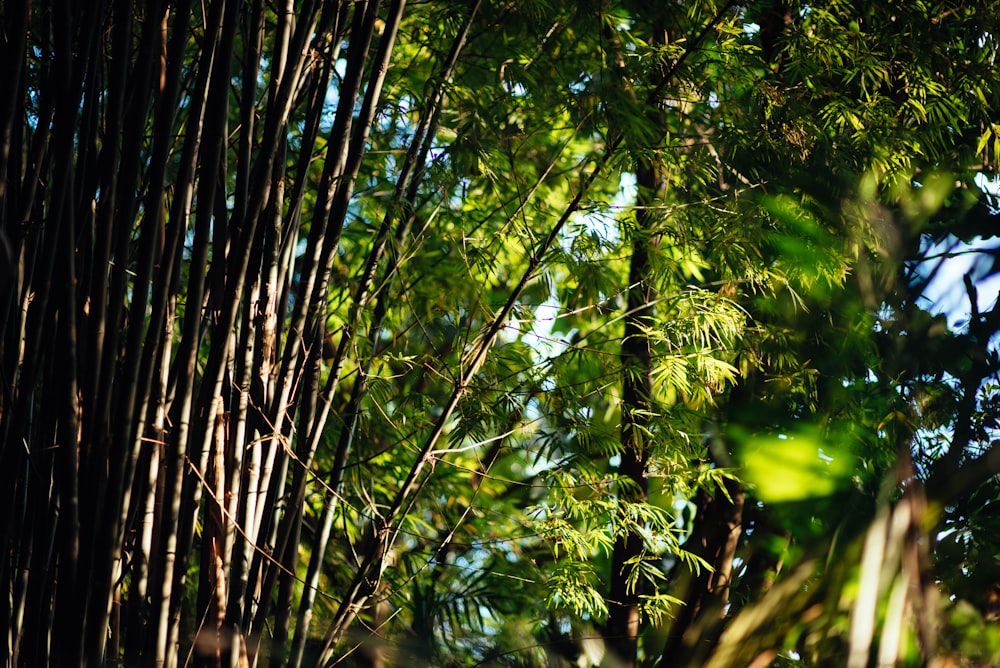 bamboo plant near green-leafed tree