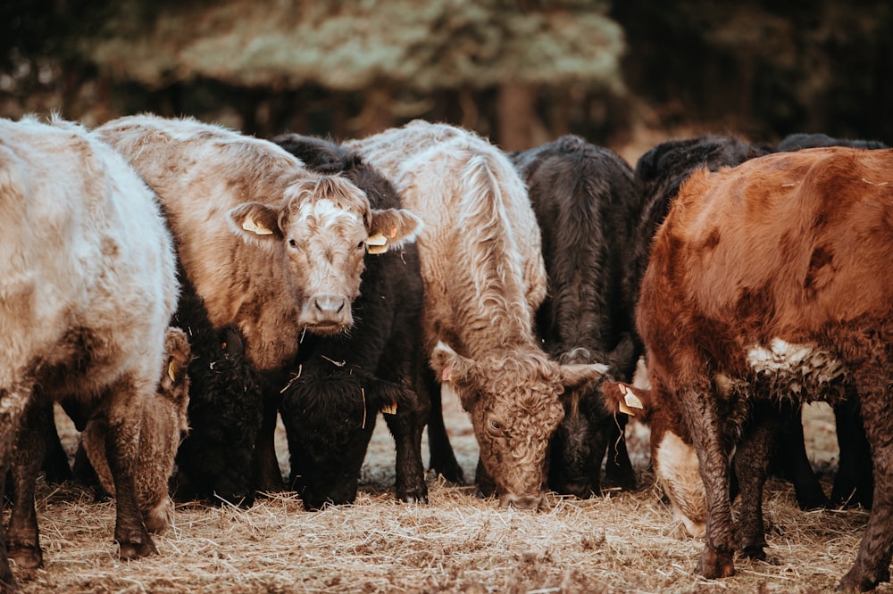 herd of cattle eating grass at daytime