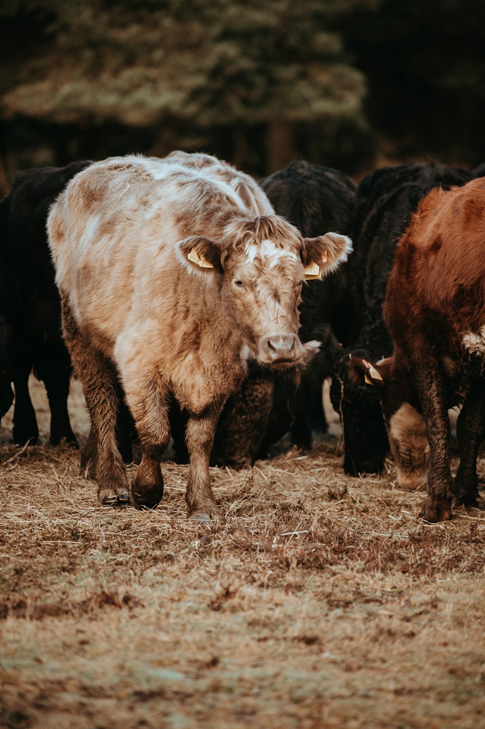 tilt-shift lens photography of beige cattle near herd