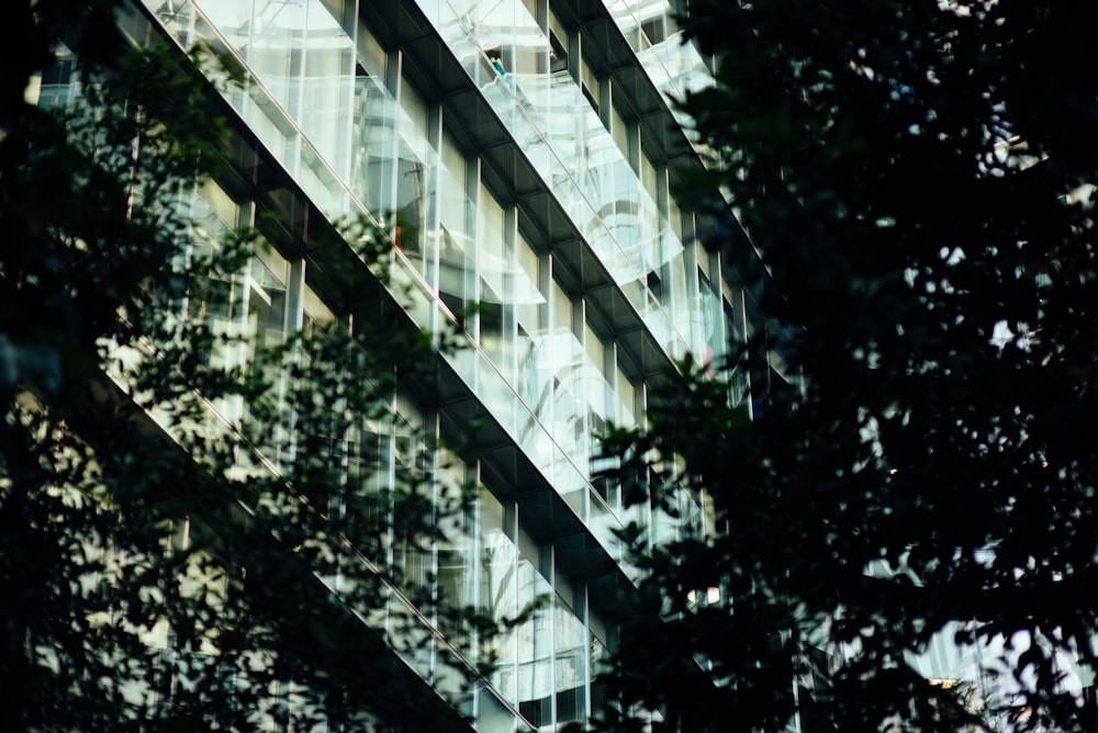 silhouette of trees near concrete building