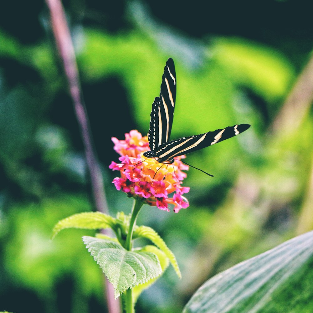 Fotografía de enfoque selectivo de mariposa blanca y negra en flor rosa