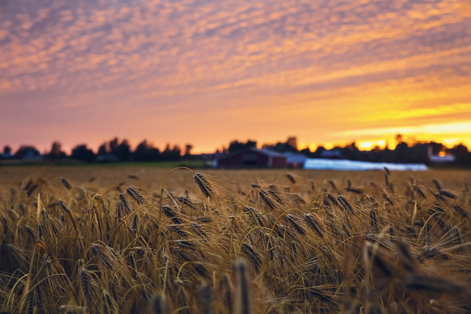 A rye field going over at sunset, farm roofs low on the horizon