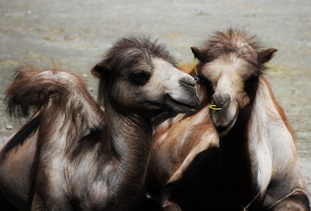 Two camels are sitting closely together, displaying an affectionate or playful interaction. They appear relaxed under sunlight, with their fuzzy bodies and prominent humps.