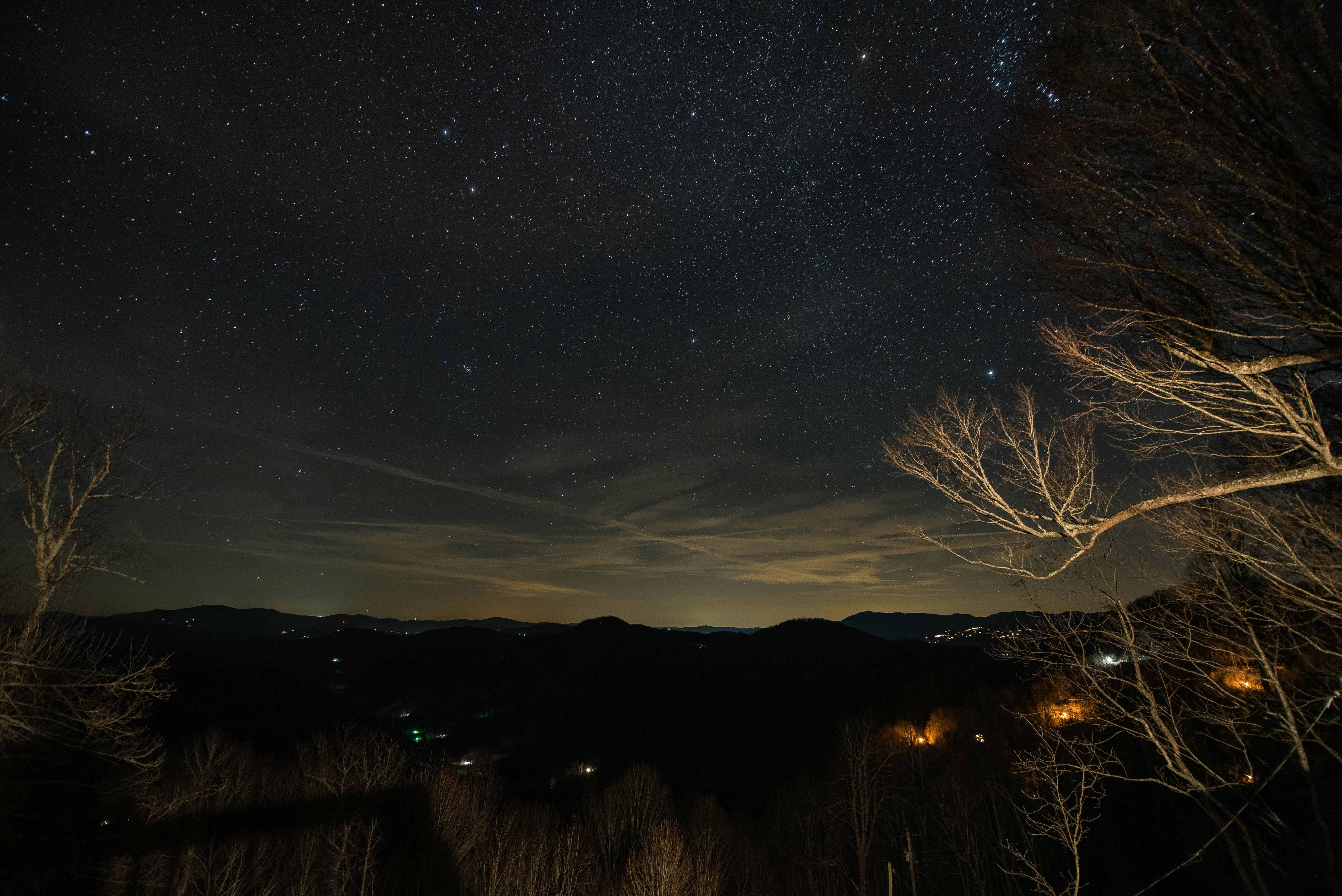 alberi sotto il cielo durante la notte