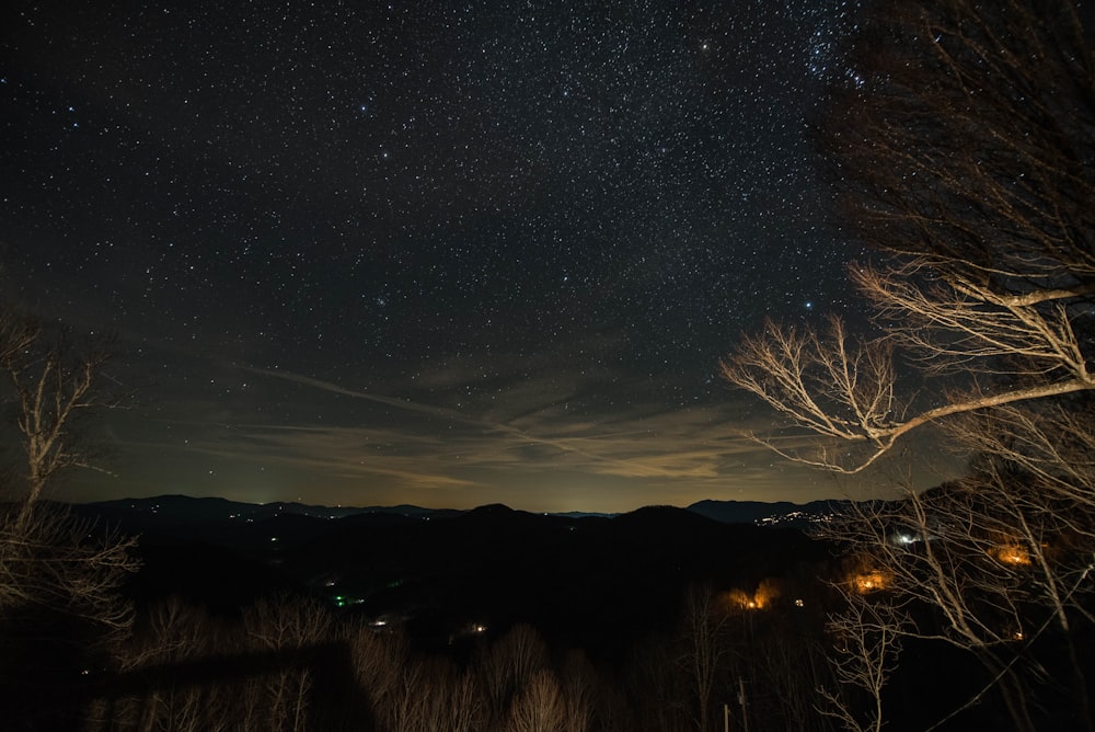 trees under the sky during nighttime