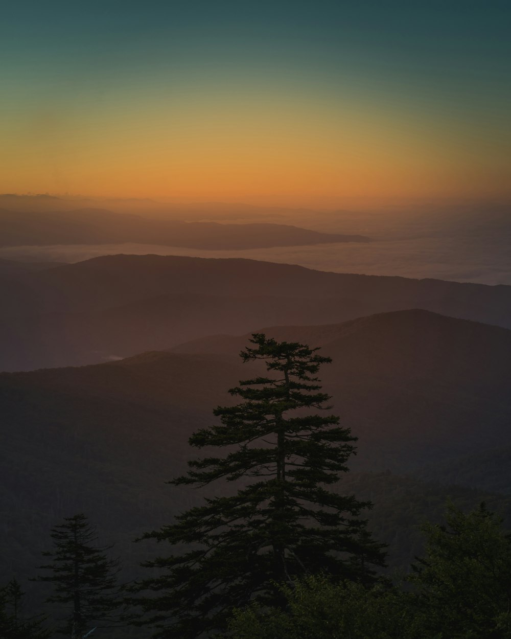 aerial photography of trees during golden hour