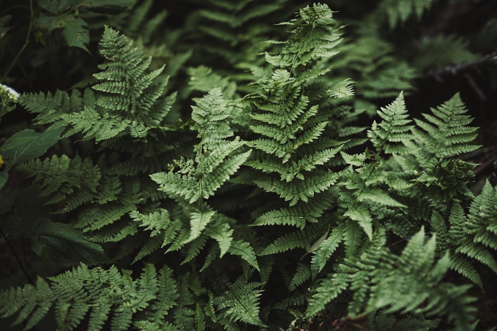 green leafed tree