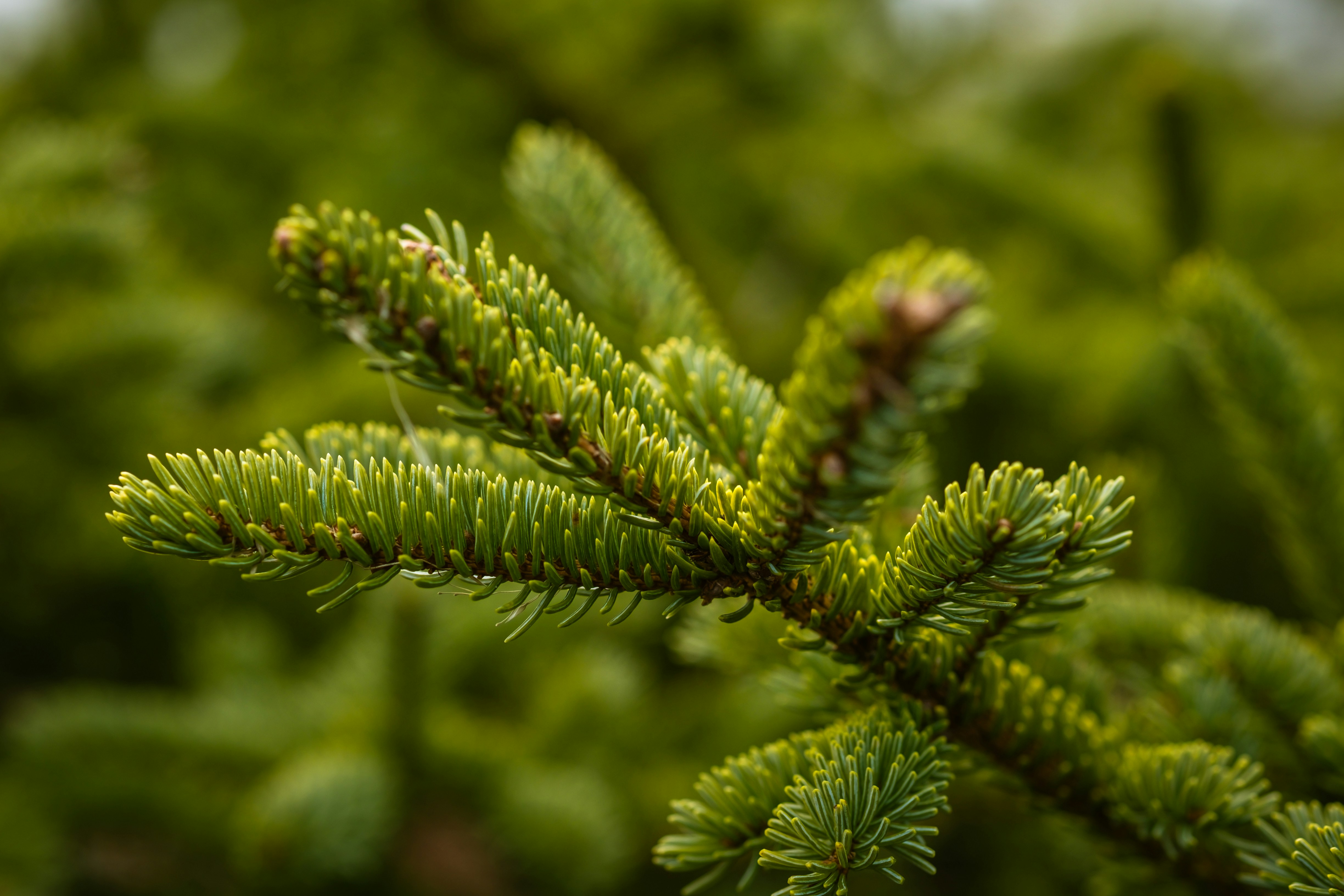 Photo by timberfoster