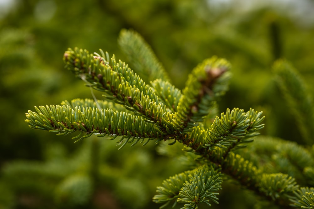 green pine tree leaf