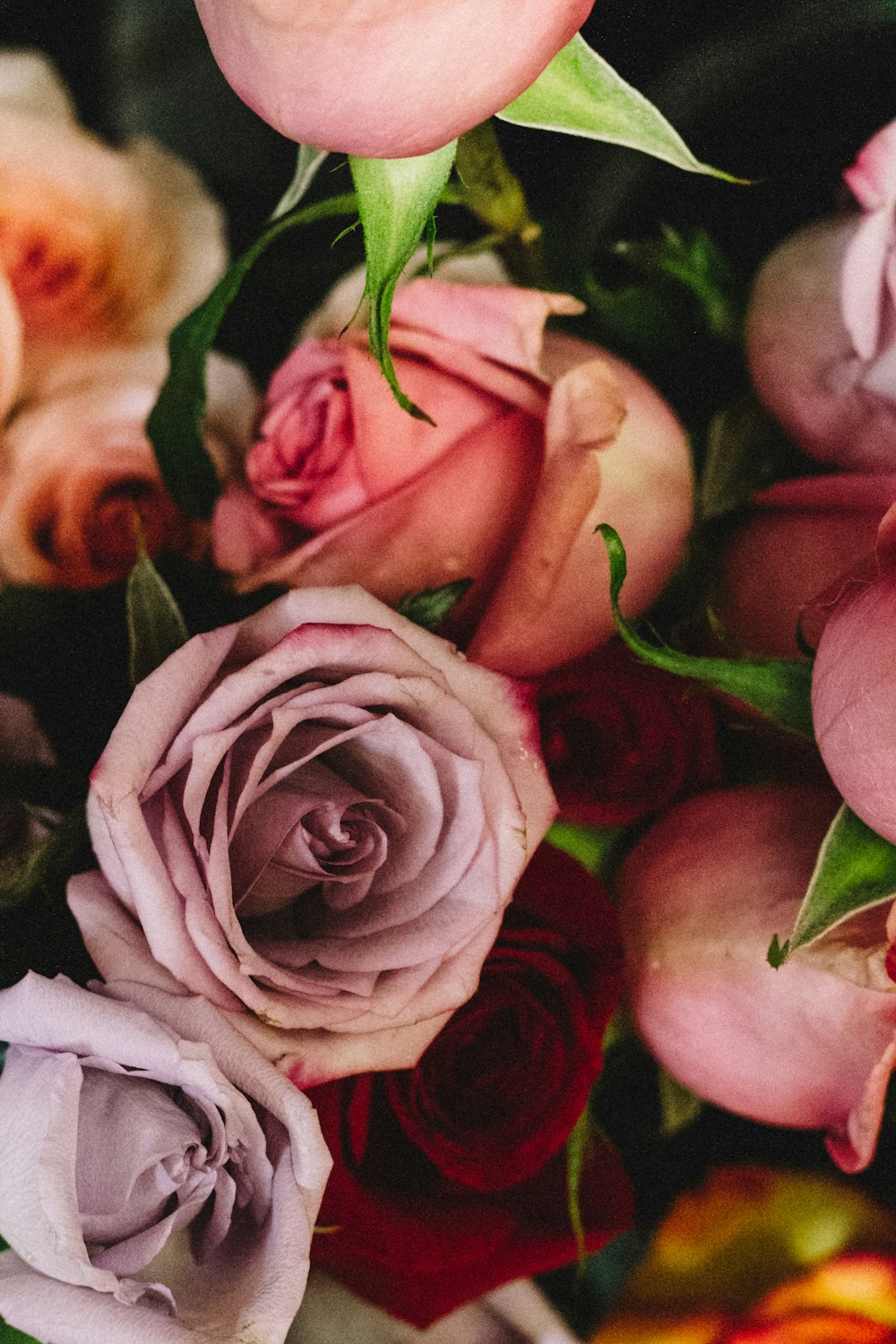 Photographie en gros plan de fleurs roses rouges et roses