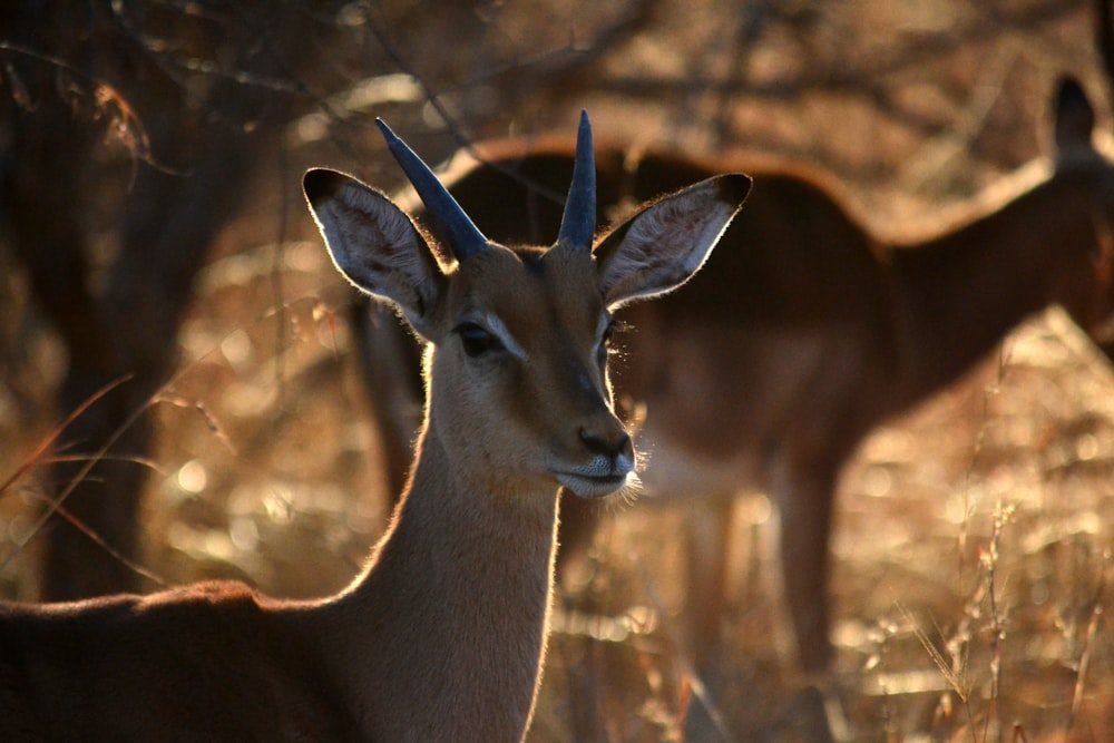 two brown deers