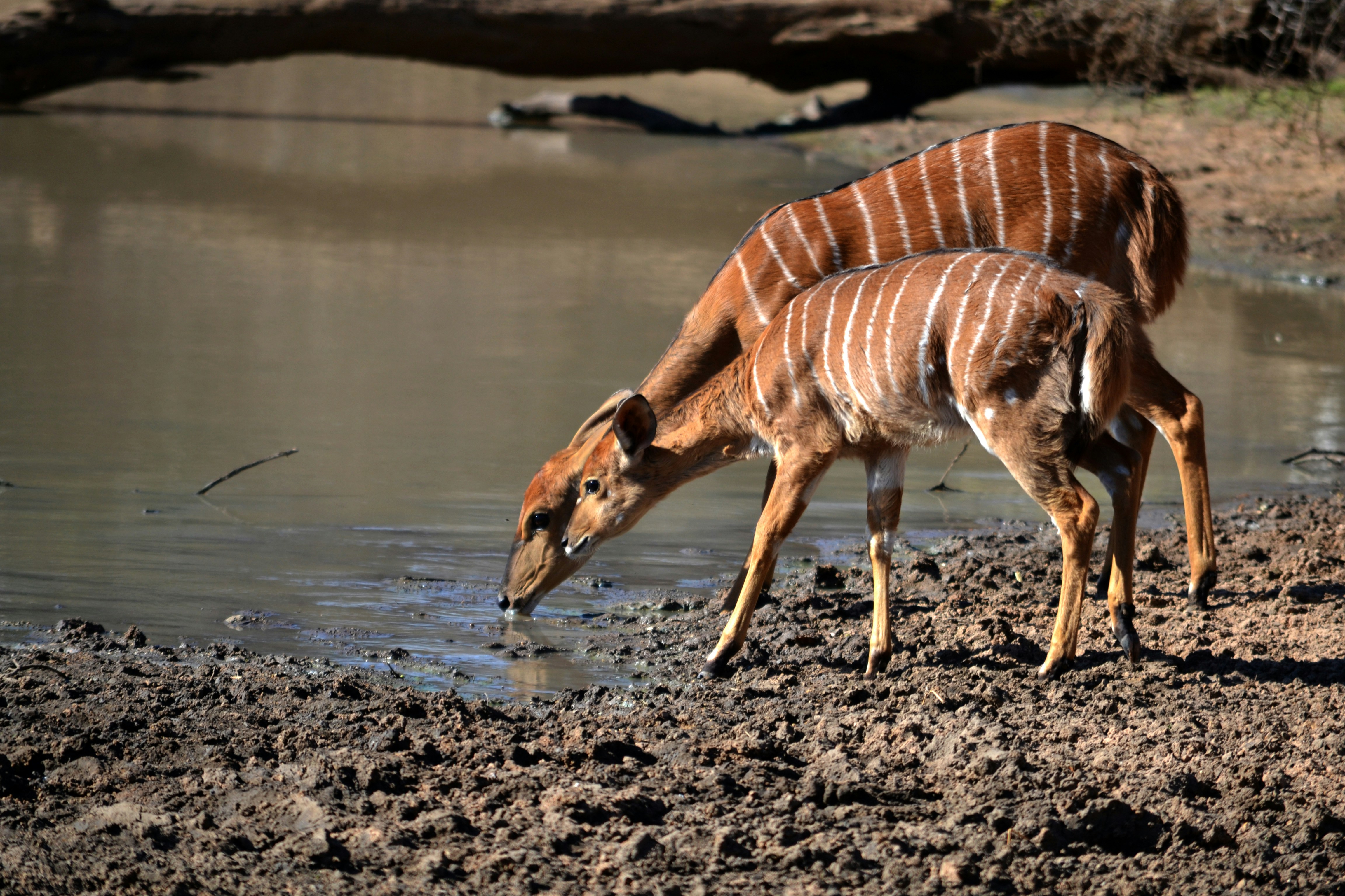 This photo was taken whilst on holiday in South Africa at the Kapama Private Game Reserve near Kruger National Park.