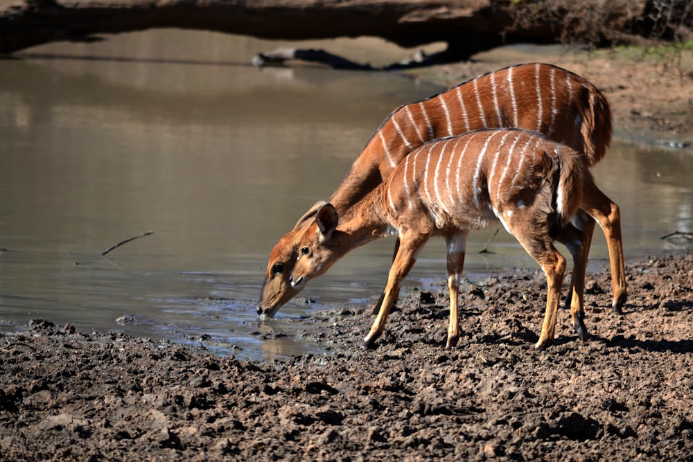 two brown animal drinking water during daytime