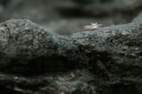 Two diamond rings rest delicately on a rough, textured rock surface, highlighting their sparkle against the muted stone background.