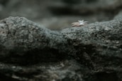 Two diamond rings rest delicately on a rough, textured rock surface, highlighting their sparkle against the muted stone background.