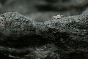 Rose Gold Rings