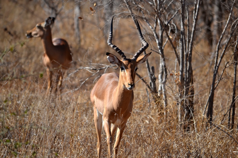 tilt shift photography of brown antelope