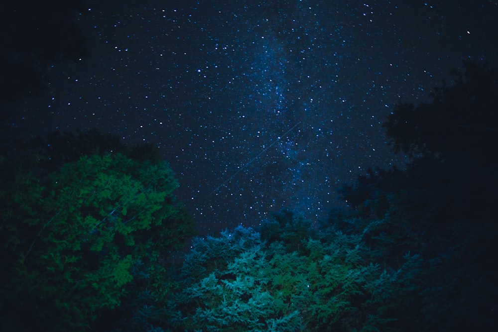 별이 빛나는 밤 아래 푸른 나무