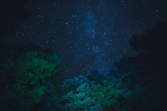 green trees under starry night in Baie-Saint-Paul Canada