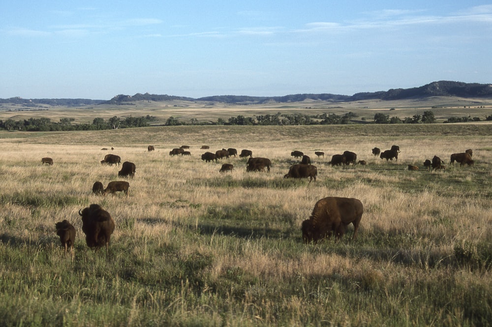 tilt shift photography of water buffalo on green grass