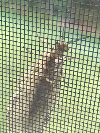 A large insect with detailed antennae and textured body resting on a window screen. The background is out of focus but appears to be a soft, light green, suggesting a natural outdoor setting.