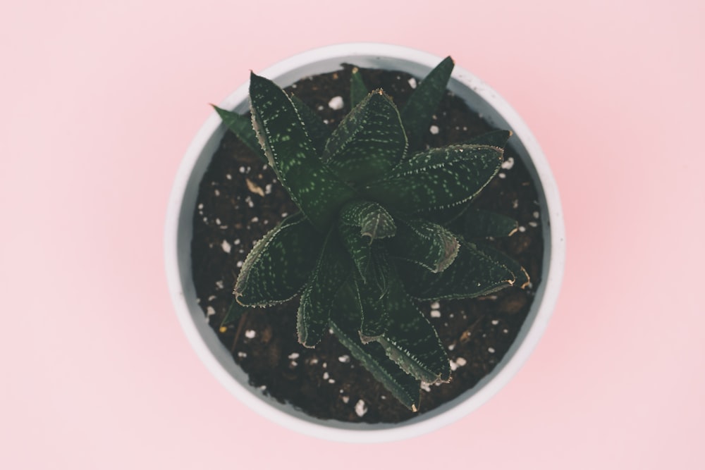 green succulent plant on white pot