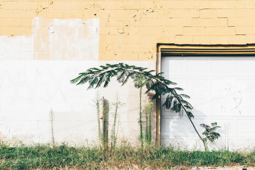 green leaf plant near brown and white painted wall during daytime