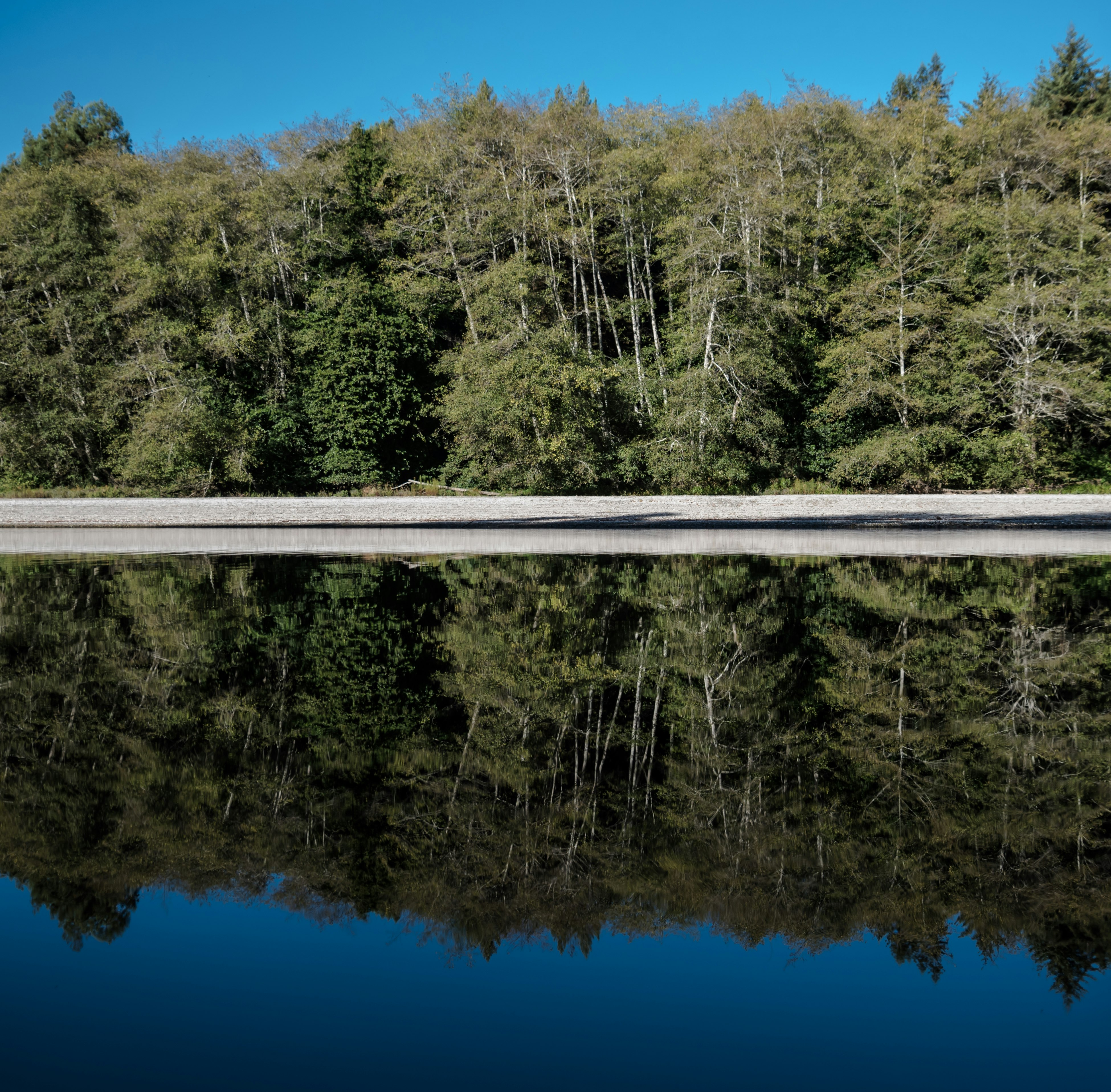 reflection of trees on water