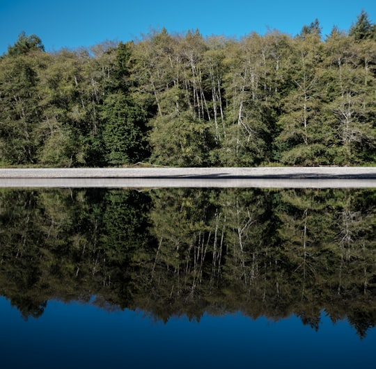 reflection of trees on water in Gualala United States