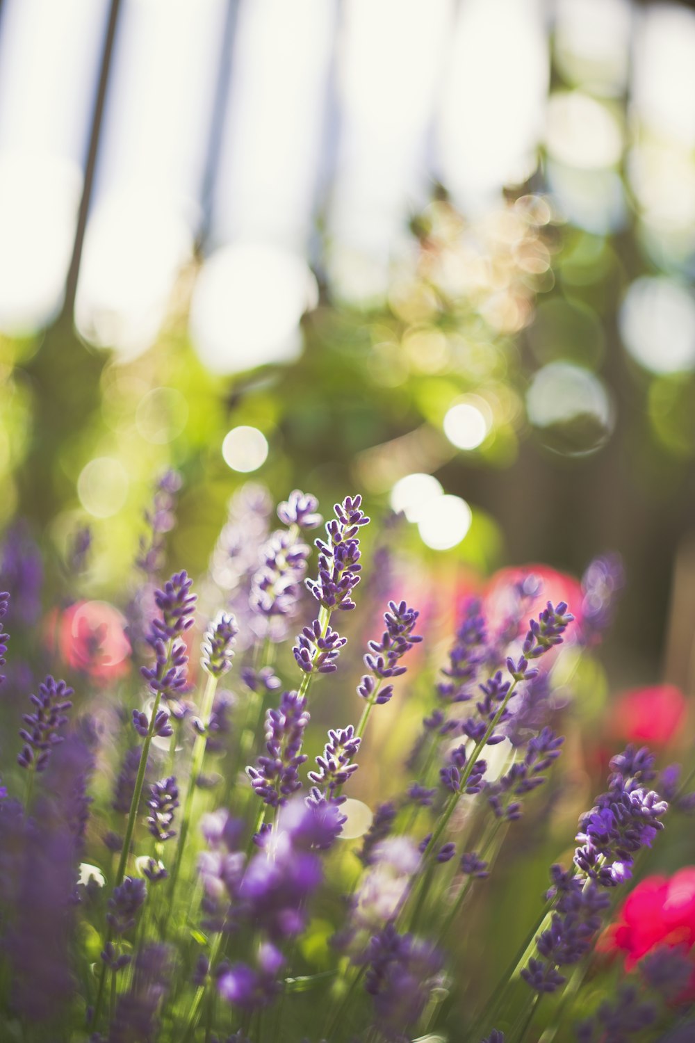 purple-petaled flowers with green leaves