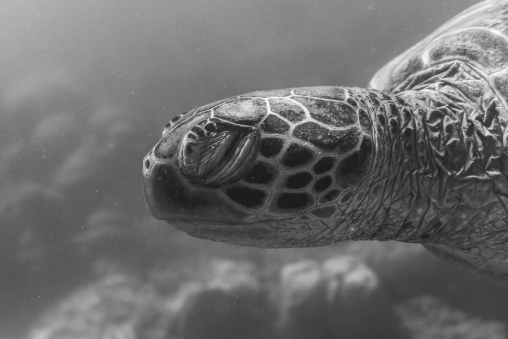Foto en escala de grises de tortuga