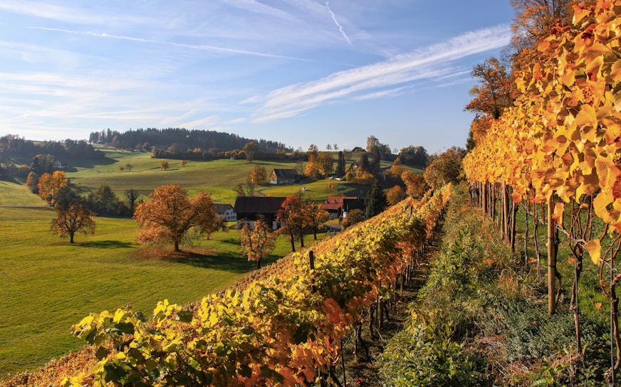 yellow leaf plant lot near a green field during daytime