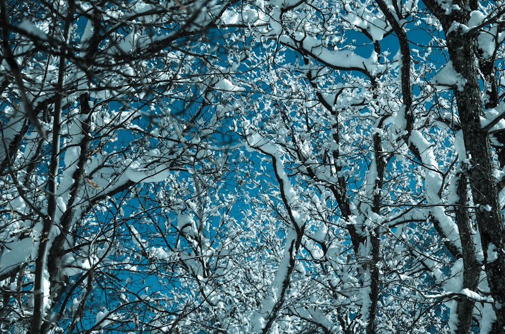 árboles desnudos cubiertos de nieve