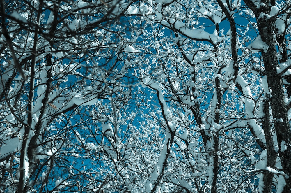 bare trees covered with snows