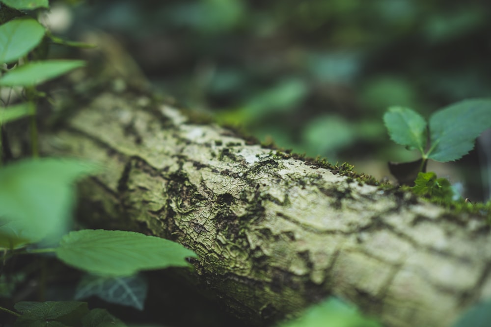 Photographie de mise au point de l’écorce d’arbre