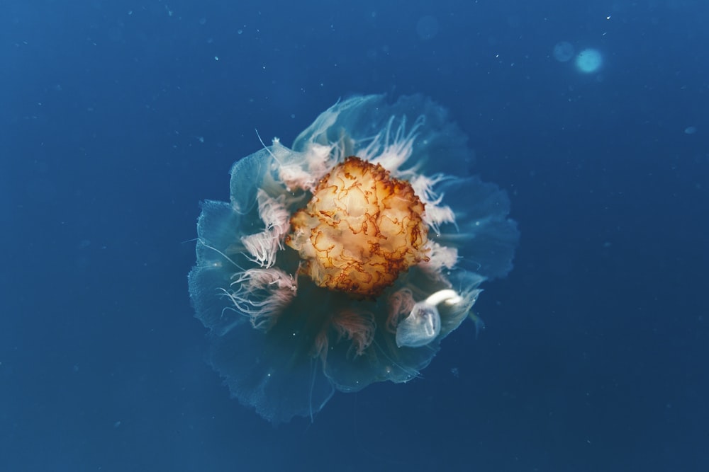 茶色の海の生き物の写真