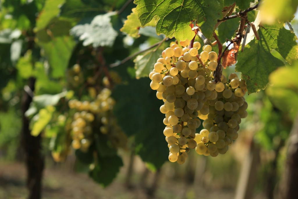Crisp White Wine